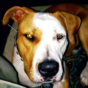 Meet your Posher, Ozwald aloysius